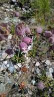 Image of Silene vulgaris subsp. glareosa (Jordan) Marsden-Jones & Turrill