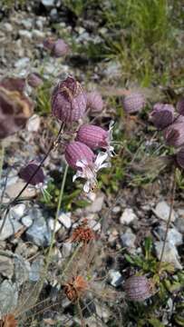 Imagem de Silene vulgaris subsp. glareosa (Jordan) Marsden-Jones & Turrill