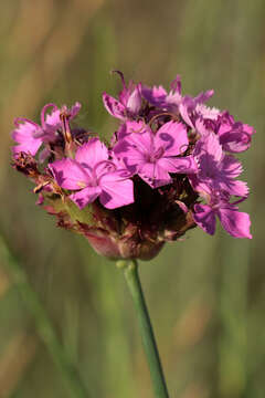 Image of Dianthus capitatus subsp. andrzejowskianus Zapal.