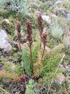 Imagem de Pedicularis rubens Stephan ex Willd.