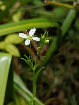 Image of marsh sandwort