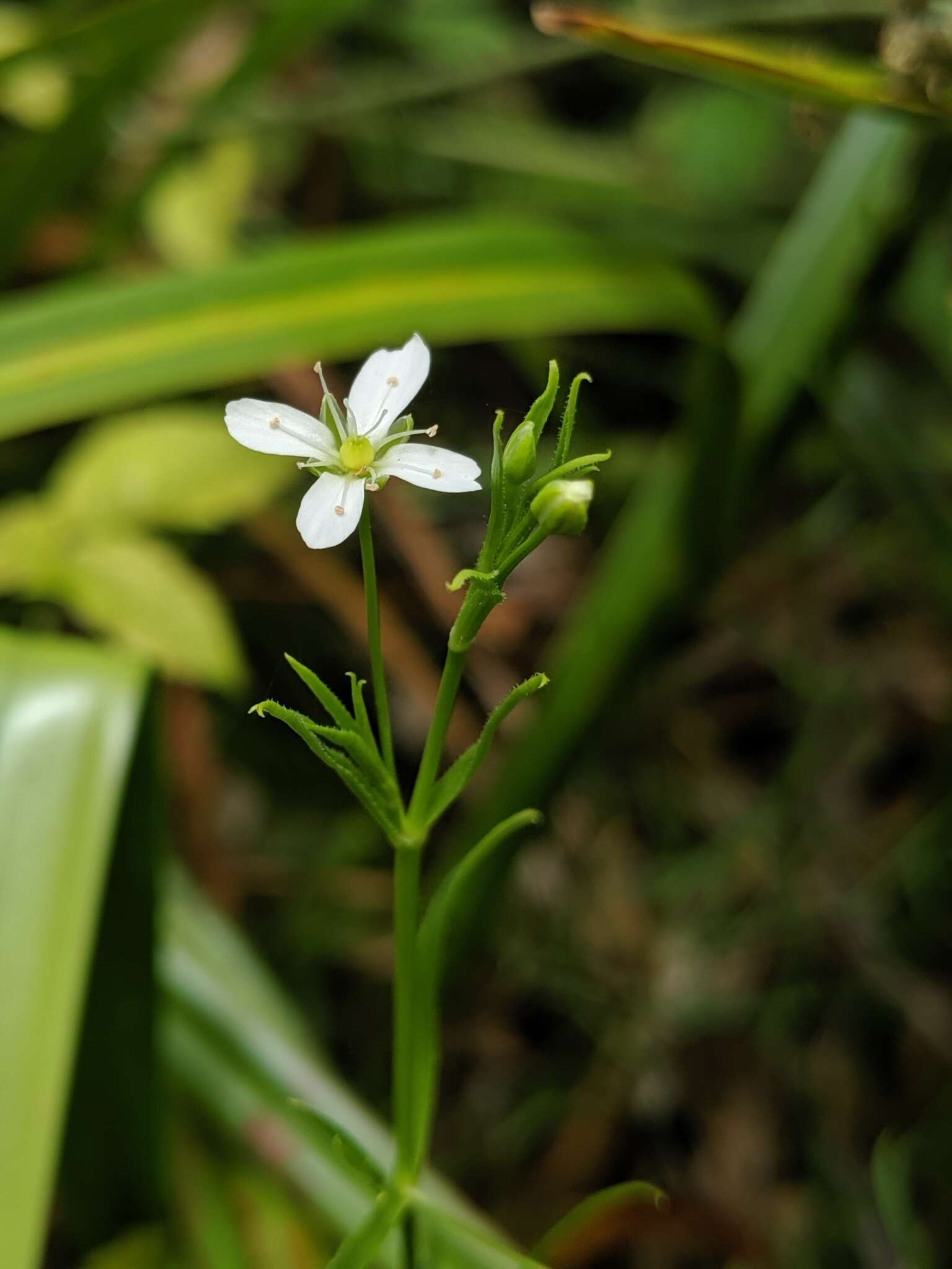 Plancia ëd Arenaria paludicola Robinson