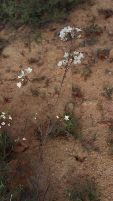 Image de Heliophila amplexicaulis L. fil.