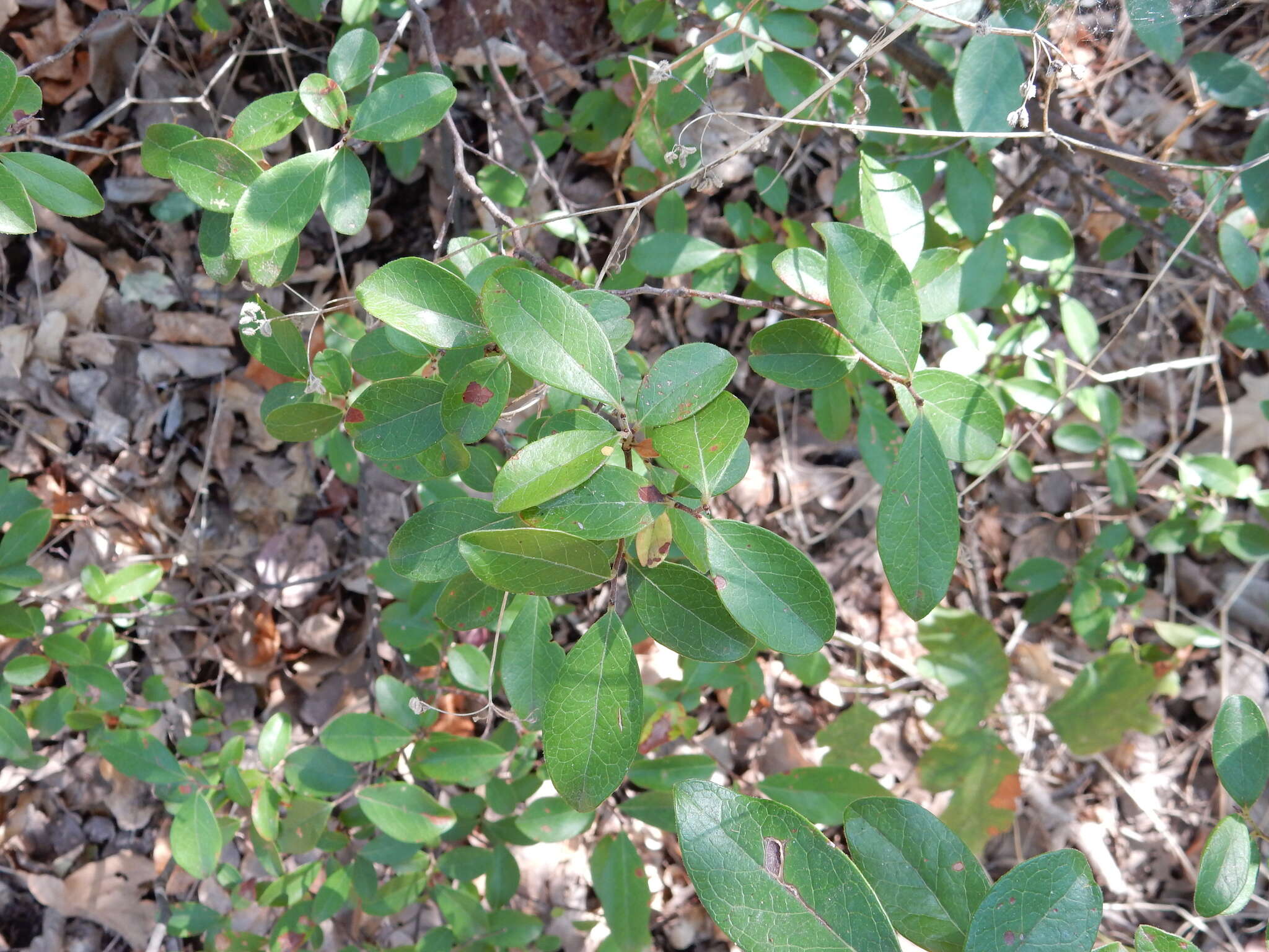 Image of farkleberry