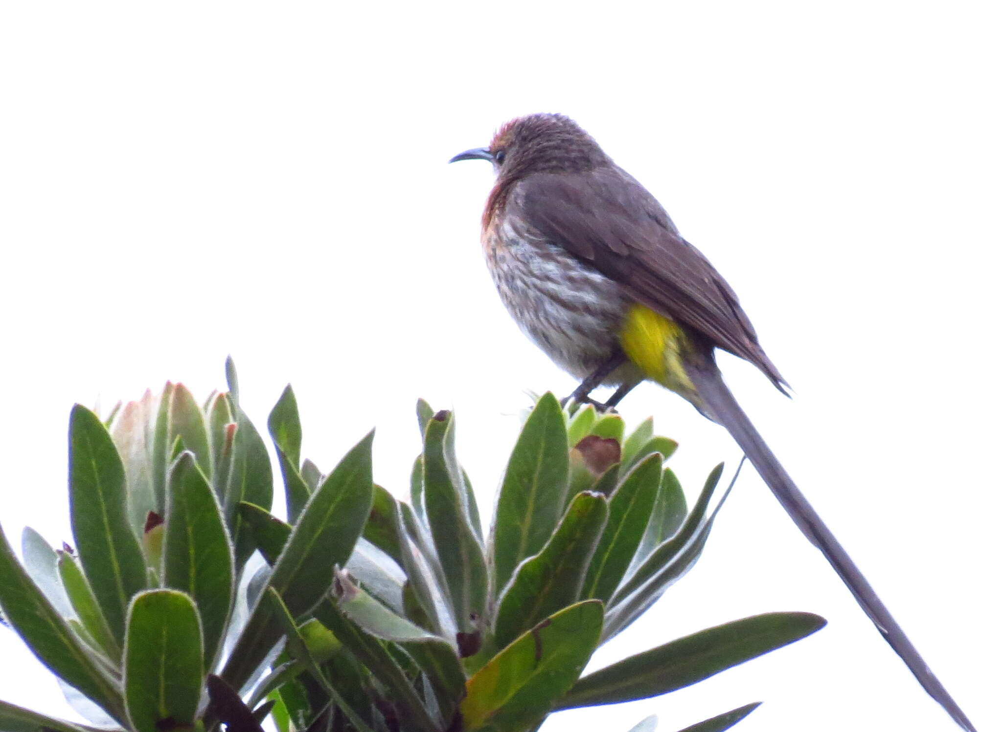 Image of Promerops gurneyi gurneyi Verreaux & J 1871