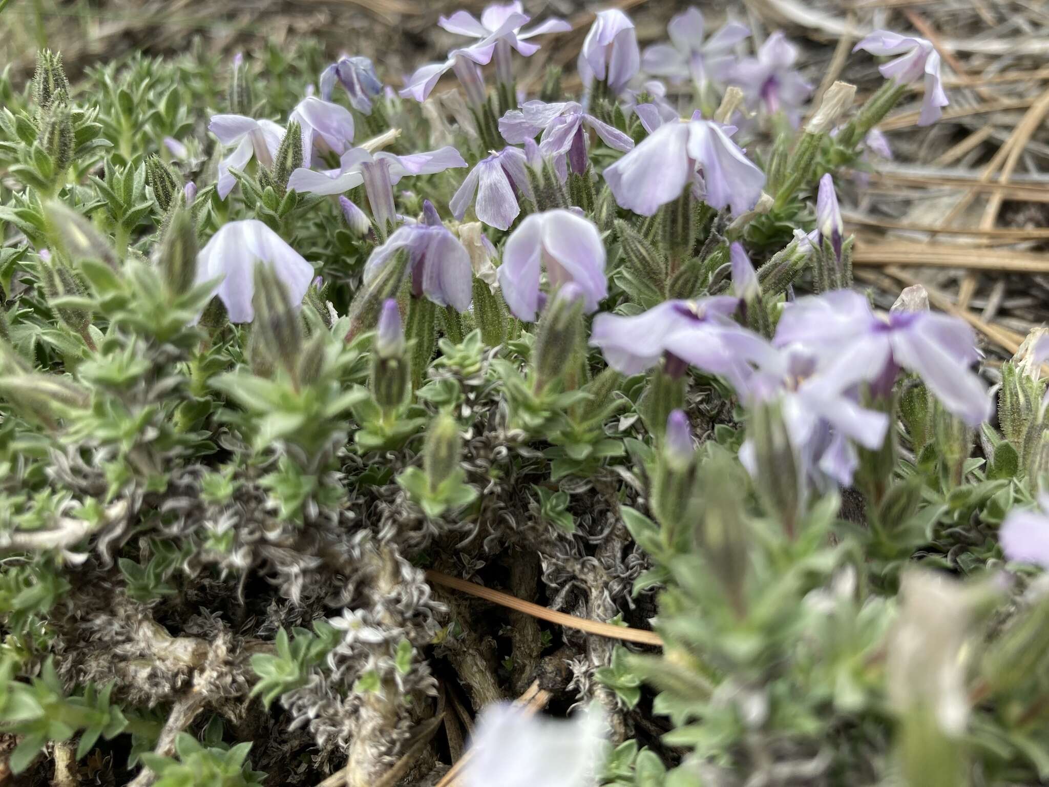 Image of whitemargin phlox