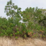 Image of prairie sumac