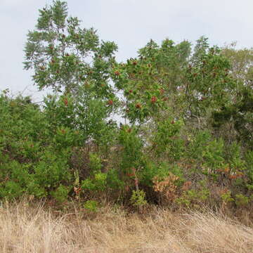 Image of prairie sumac