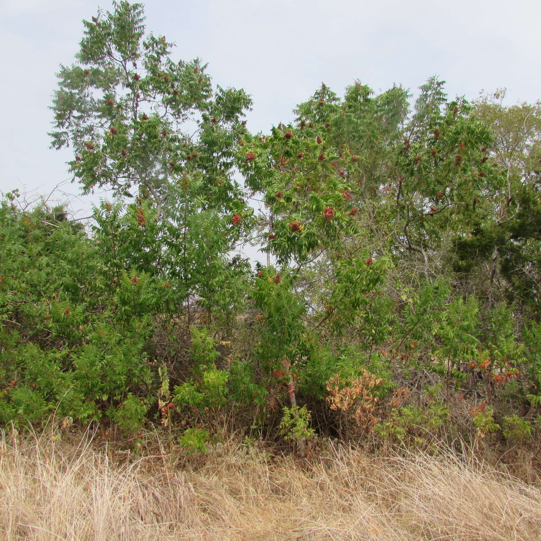 Слика од Rhus lanceolata (Gray) Britt.