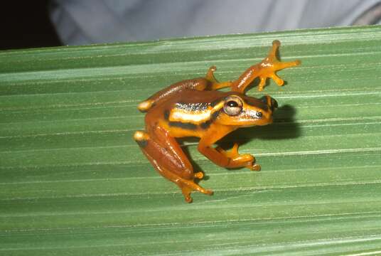 Image of Reed frog