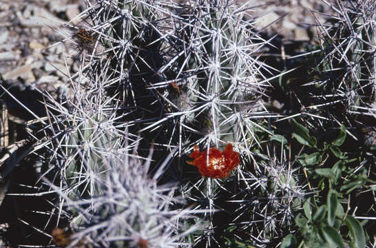 Corryocactus tarijensis Cárdenas resmi