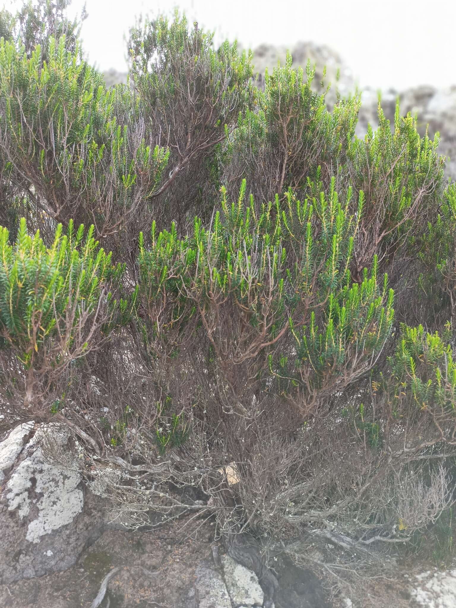 Imagem de Erica platycodon subsp. maderincola (D. C. Mc Clint.) Rivas Mart., Capelo, J. C. Costa, Lousã, Fontinha, R. Jardim & M. Seq.