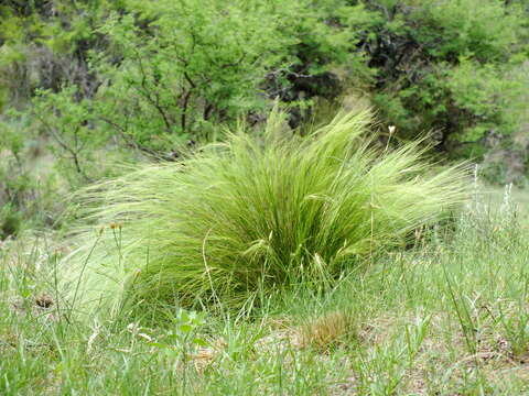 Image de Aristida niederleinii Mez