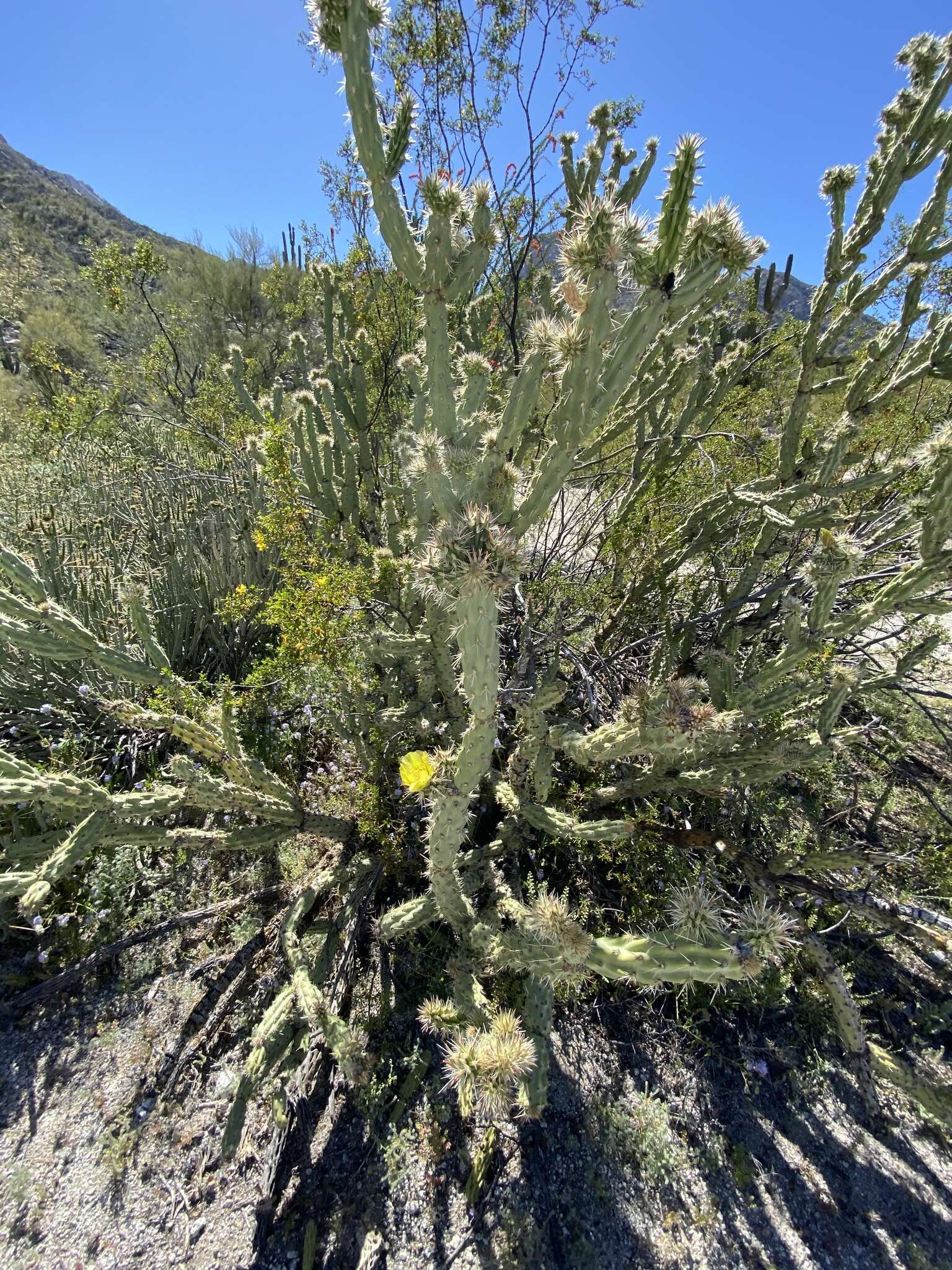 Image de Cylindropuntia californica var. delgadilloana (Rebman & Pinkava) Rebman