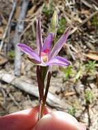 Image of Sun orchid