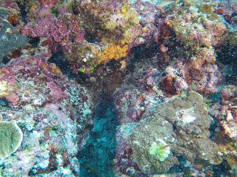 Image of Scarlet cleaner shrimp