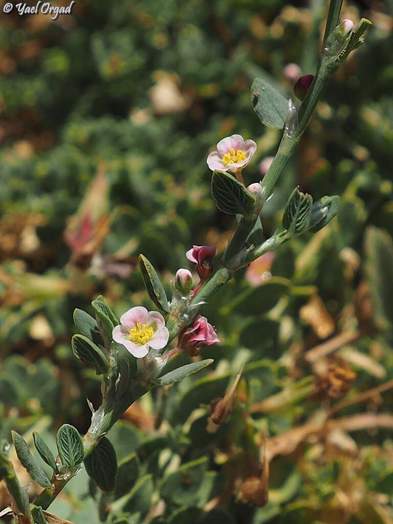 Image of Polygonum cedrorum Boiss. & Ky. ex Boiss.