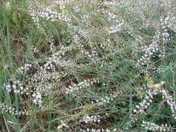 Image of Astragalus melilotoides Pall.