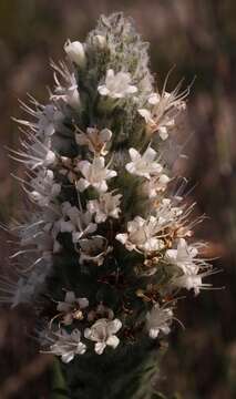 Image of Echiostachys spicatus (Burm. fil.) Levyns