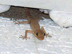 Image of Asia Minor Thin-toed Gecko