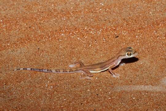 Image of Trigonodactylus Haas 1957