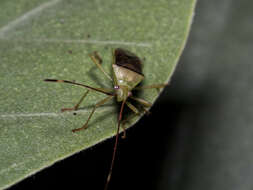 Image of Amblypelta lutescens lutescens (Distant 1911)