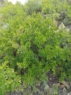 Image of Rhamnus parvifolia Bunge