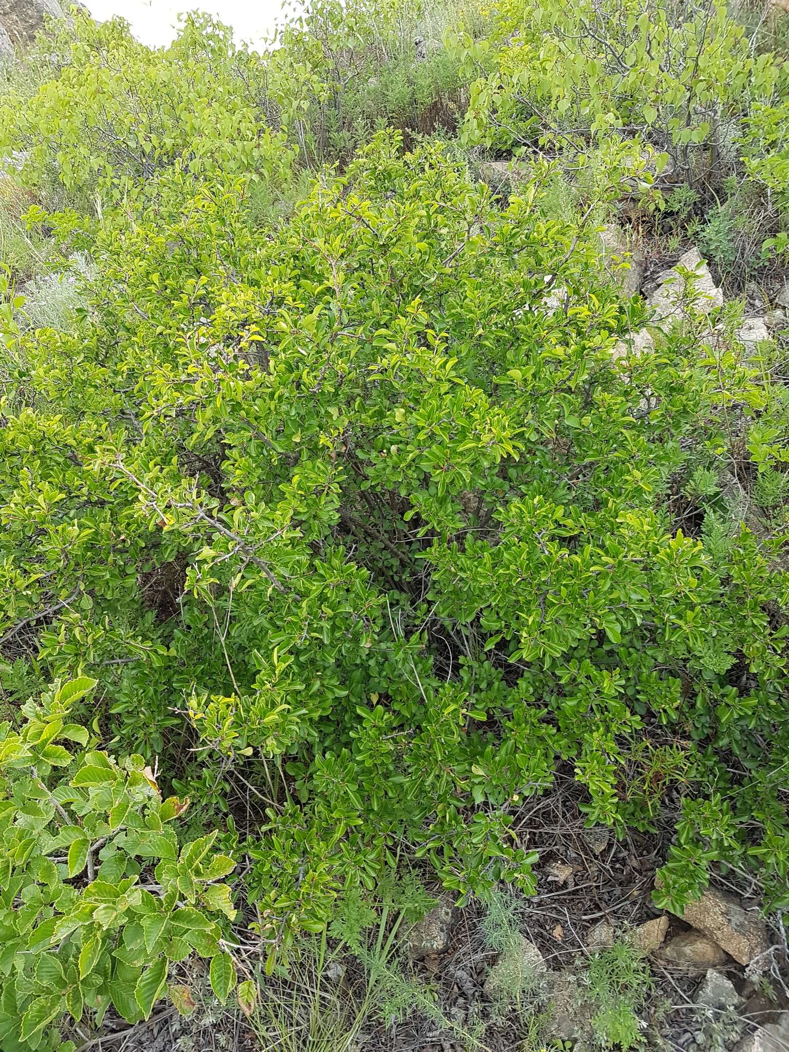 Image of Rhamnus parvifolia Bunge