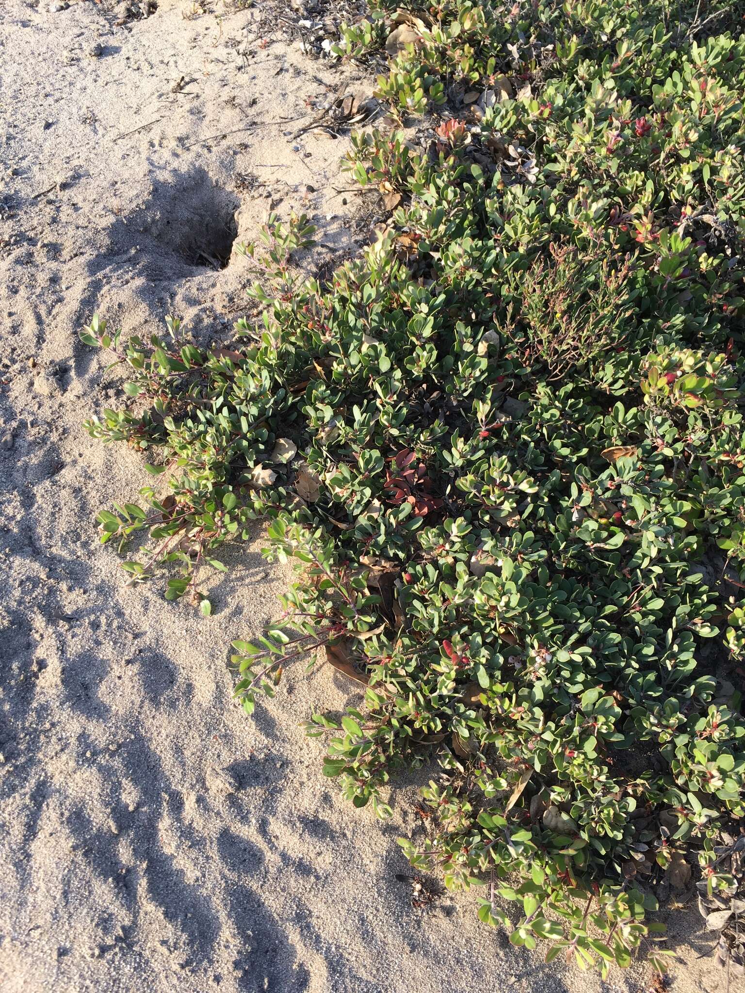 Image de Arctostaphylos pumila Nutt.