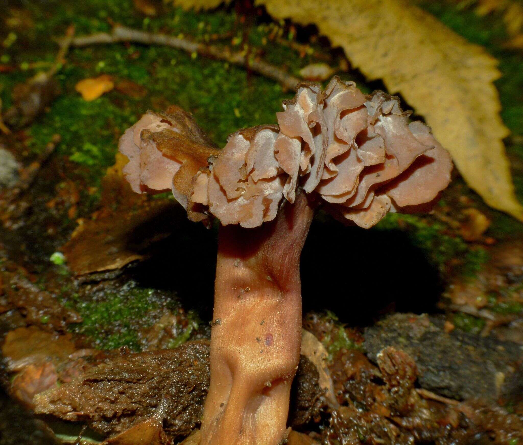 Image of Laccaria violaceonigra G. Stev. 1964