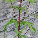 Plancia ëd Eupatorium cannabinum subsp. cannabinum