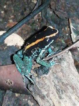 Image of Golfodulcean Poison Frog