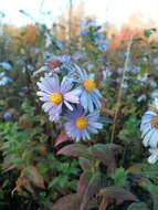 Image of Symphyotrichum versicolor (Willd.) G. L. Nesom