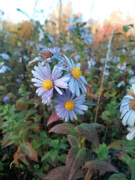 Image of Symphyotrichum versicolor (Willd.) G. L. Nesom