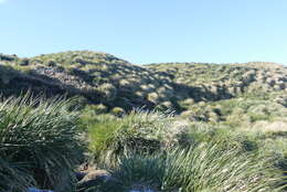 Image of tussock grass