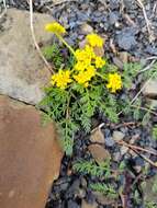 Imagem de Lomatium sandbergii (Coult. & Rose) Coult. & Rose