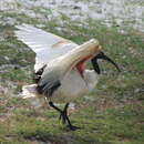 Sivun Threskiornis bernieri abbotti (Ridgway 1893) kuva