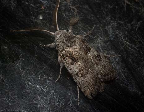 Image of Cryptophasa irrorata Lewin 1805