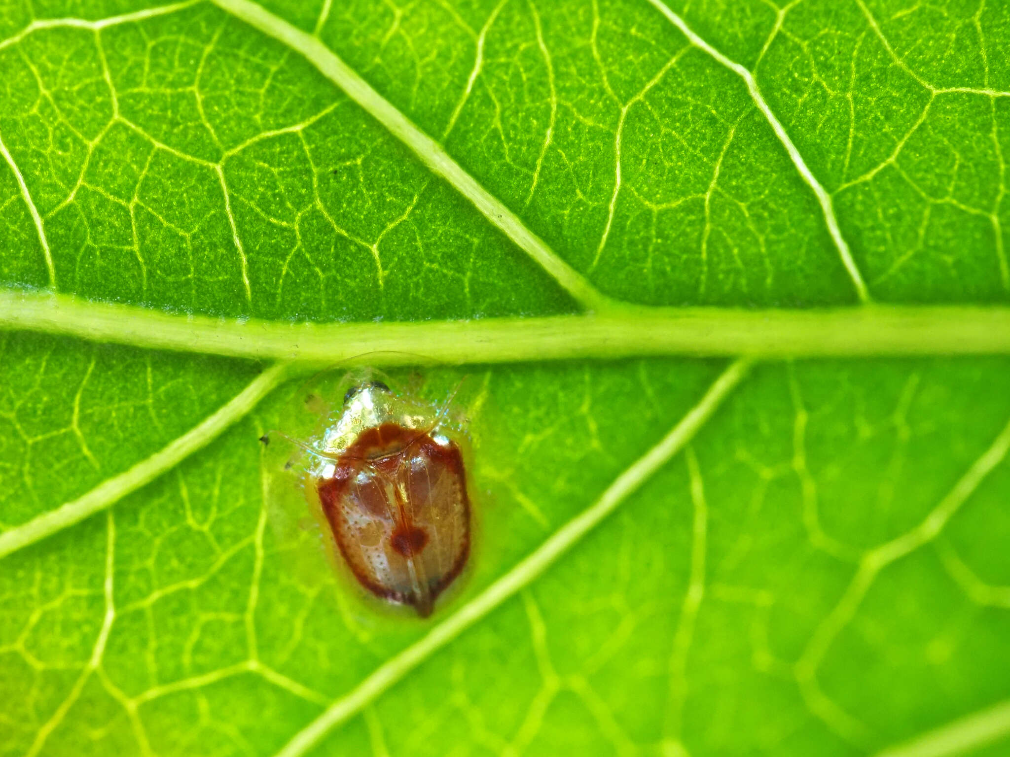 Plancia ëd Charidotella (Xenocassis) amoena (Boheman 1855)