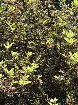 Слика од Rhododendron oldhamii Maxim.