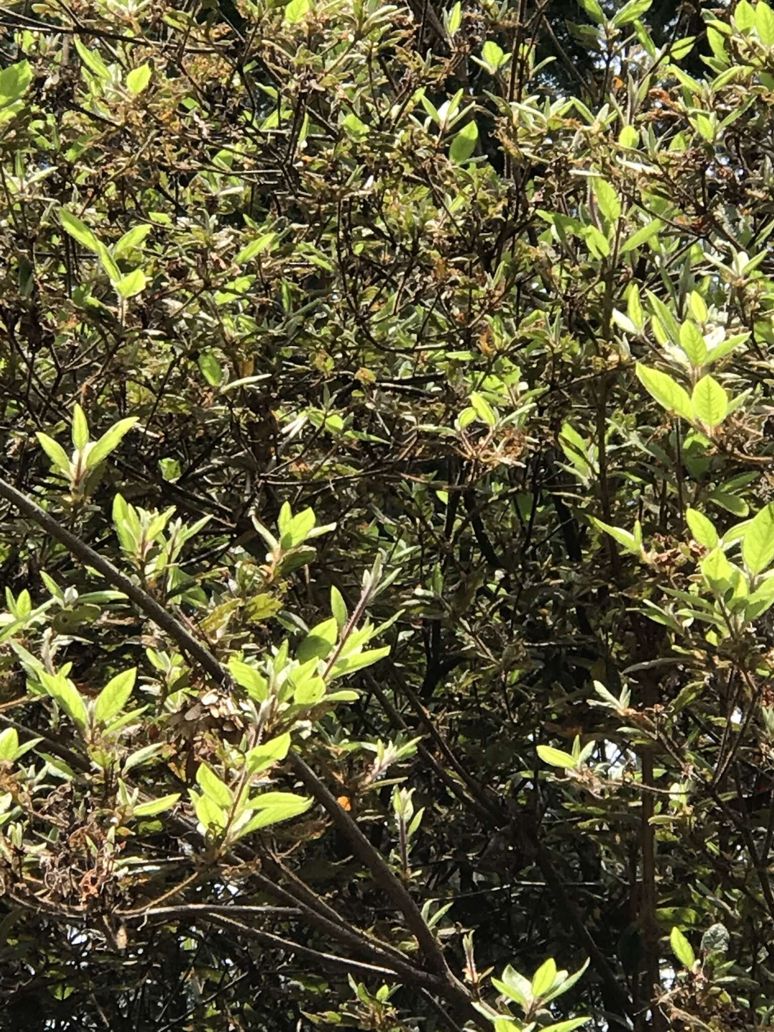 Image of Rhododendron oldhamii Maxim.