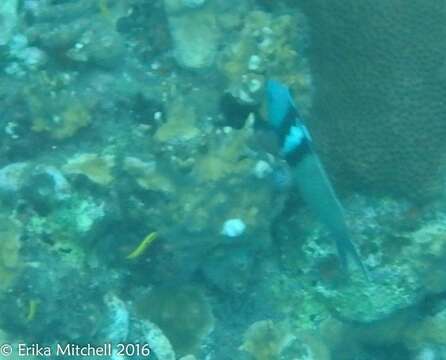 Image of Bluehead Wrasse