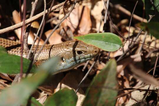 Image of Major Skink