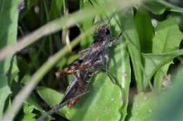 Plancia ëd Chorthippus (Glyptobothrus) mollis subsp. ignifer Ramme 1923