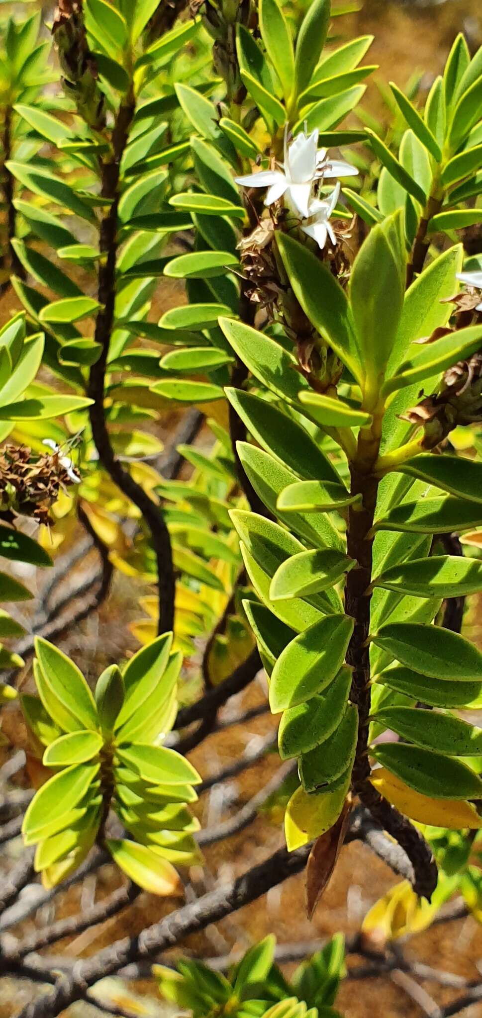 Image of Veronica rupicola Cheesem.