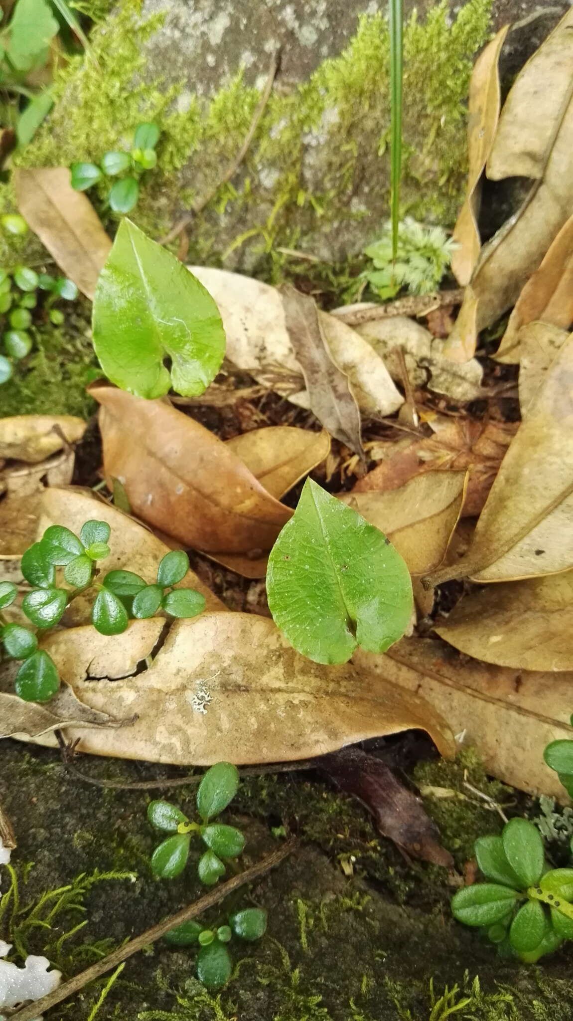 Image of Disperis lindleyana Rchb. fil.