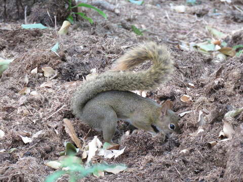 صورة Sciurus ignitus (Gray 1867)