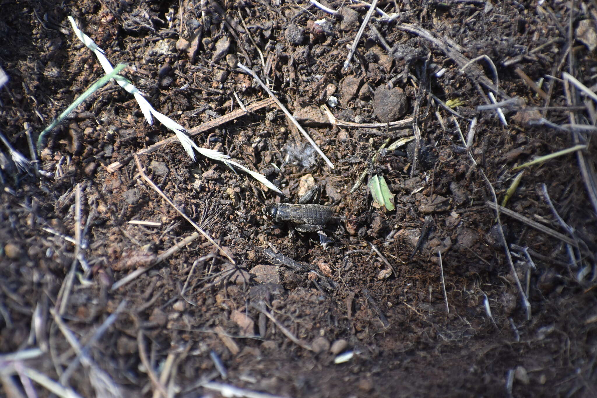 Image of Variable Field Cricket