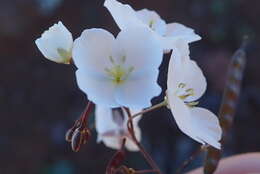 Imagem de Heliophila seselifolia Burch. ex DC.