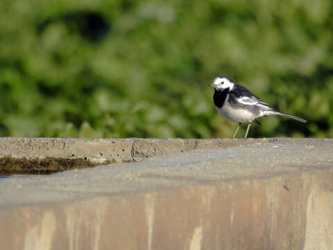 Image of Motacilla alba yarrellii Gould 1837